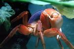 Purple Moon Crab, Halloween Crab, (Gecarcinus quadratus), Malacostraca, Decapoda, [Gecarcinidae], land crab, AARV02P09_18