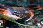 Purple Moon Crab, Halloween Crab, (Gecarcinus quadratus), Malacostraca, Decapoda, [Gecarcinidae], land crab, AARV02P09_19