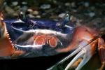 Purple Moon Crab, Halloween Crab, (Gecarcinus quadratus), Malacostraca, Decapoda, [Gecarcinidae], land crab, AARV02P10_01