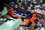 Purple Moon Crab, Halloween Crab, (Gecarcinus quadratus), Malacostraca, Decapoda, [Gecarcinidae], land crab, AARV02P10_03