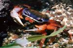 Purple Moon Crab, Halloween Crab, (Gecarcinus quadratus), Malacostraca, Decapoda, [Gecarcinidae], land crab, AARV02P10_04