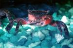 Red Claw Mini Crab, (Sesarma Bidens), Malacostraca, Decapoda, Sesarmidae, AARV02P10_05