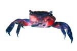 Red Claw Mini Crab, (Sesarma Bidens), Malacostraca, Decapoda, Sesarmidae, photo-object, object, cut-out, cutout