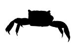 Red Claw Mini Crab Silhouette, logo, (Sesarma Bidens), Malacostraca, Decapoda, Sesarmidae, shape, AARV02P10_05M