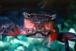 Red Claw Mini Crab, (Sesarma Bidens), Malacostraca, Decapoda, Sesarmidae, AARV02P10_06