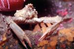Decorator Crab, (Loxorhynchus crispatus), Malacostraca, Decapoda, Brachyura, Epialtidae, AARV02P10_13