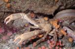 Decorator Crab, (Loxorhynchus crispatus), Malacostraca, Decapoda, Brachyura, Epialtidae, AARV02P10_14