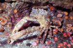Decorator Crab, (Loxorhynchus crispatus), Malacostraca, Decapoda, Brachyura, Epialtidae, AARV02P10_15