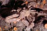 Decorator Crab, (Loxorhynchus crispatus), Malacostraca, Decapoda, Brachyura, Epialtidae, AARV02P10_16
