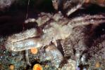Decorator Crab, (Loxorhynchus crispatus), Malacostraca, Decapoda, Brachyura, Epialtidae, AARV02P10_17