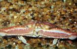 Elbow Crab, AARV02P11_04