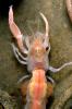 Ghost Shrimp, (Neotrypaea californiensis), Malacostraca, Decapoda, Axiidea, Callianassidae, (Callianassa californiensis), AARV02P11_12
