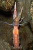 Ghost Shrimp, (Neotrypaea californiensis), Malacostraca, Decapoda, Axiidea, Callianassidae, (Callianassa californiensis)