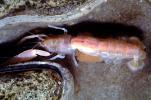Ghost Shrimp, (Neotrypaea californiensis), Malacostraca, Decapoda, Axiidea, Callianassidae, (Callianassa californiensis), AARV02P11_14