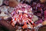 Hermit Crab, AARV02P11_15