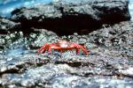 Sally Lightfoot Crab, (Grapsus grapsus), Malacostraca, Decapoda, Brachyura, Grapsidae, red rock crab, abuete negro, AARV02P11_18