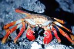 Sally Lightfoot Crab, (Grapsus grapsus), Malacostraca, Decapoda, Brachyura, Grapsidae, red rock crab, abuete negro