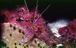 Shrimp, Cayman Islands, AARV02P12_01