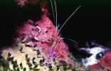Shrimp, Cayman Islands, AARV02P12_02