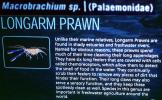 Longarm Prawn, Macrobrachium sp, Palaemonidae, AARV02P12_15