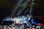 Freshwater blueclaw Crayfish, (Cherax quadricarinatus), Malacostraca, Decapoda, Parastacidae, AARV02P12_16
