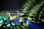 Freshwater blueclaw Crayfish, (Cherax quadricarinatus), Decapoda, Parastacidae