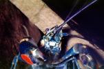 Freshwater blueclaw Crayfish, (Cherax quadricarinatus), Malacostraca, Decapoda, Parastacidae, AARV02P12_18