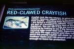 Freshwater blueclaw Crayfish, (Cherax quadricarinatus), Malacostraca, Decapoda, Parastacidae, AARV02P12_19