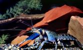 Freshwater blueclaw Crayfish, (Cherax quadricarinatus), Malacostraca, Decapoda, Parastacidae, AARV02P13_01