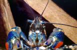 Freshwater blueclaw Crayfish, (Cherax quadricarinatus), Malacostraca, Decapoda, Parastacidae, AARV02P13_02