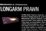 Longarm Prawn, Macrobrachium sp, Palaemonidae, AARV02P13_06