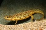 Eastern Newt, (Notophthalmus viridescens), Salamandridae, Salamander, AASD01_009