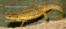 Eastern Newt, (Notophthalmus viridescens), Salamandridae, Salamander, AASD01_010