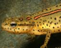 Eastern Newt, (Notophthalmus viridescens), Salamandridae, Salamander, AASD01_011