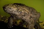 Skin, Chinese Giant Salamander, (Andrias davidianus), Caudata, Cryptobranchidae, highly endangered