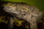 Skin, Chinese Giant Salamander, (Andrias davidianus), Caudata, Cryptobranchidae, highly endangered, AASD01_022