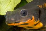 California Newt, (Taricha torosa), Salamandridae, Salamander, AASD01_025