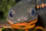 California Newt, (Taricha torosa), Salamandridae, Salamander, AASD01_028