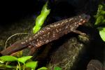 Sword-tailed Newt, (Cynops ensicauda), Salamandridae, Salamander, Gold dust newt, AASD01_031