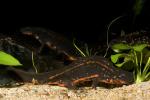 Sword-tailed Newt, (Cynops ensicauda), Salamandridae, Salamander, AASD01_033
