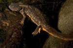 Sword-tailed Newt, (Cynops ensicauda), Salamandridae, Salamander, Gold dust newt, AASD01_034