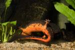 California Newt, (Taricha torosa), Salamandridae, Salamander, AASD01_036