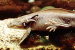 Mexican Axolotl, (Ambystoma mexicanum), Ambystomatidae, AASV01P01_09