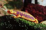 Himalayan newt, Crocodile Newt, (Tylototriton verrucosus), Salamandridae, Salamander