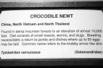 Himalayan newt, Crocodile Newt, (Tylototriton verrucosus), Salamandridae, Salamander, Anaconda, head, eyes, Boidae, Boinae