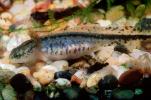 Eastern Newt, (Notophthalmus viridescens), Salamandridae, Salamander, AASV01P02_15
