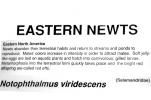 Eastern Newt, AASV01P02_18