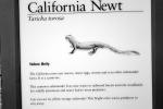 California Newt, (Taricha torosa), Salamandridae, AASV01P03_02