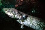 Mexican Axolotl, (Ambystoma mexicanum), Ambystomatidae, AASV01P03_03