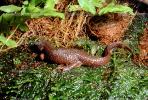 California Newt, (Taricha torosa), Salamandridae, Salamander, AASV01P03_09.2564